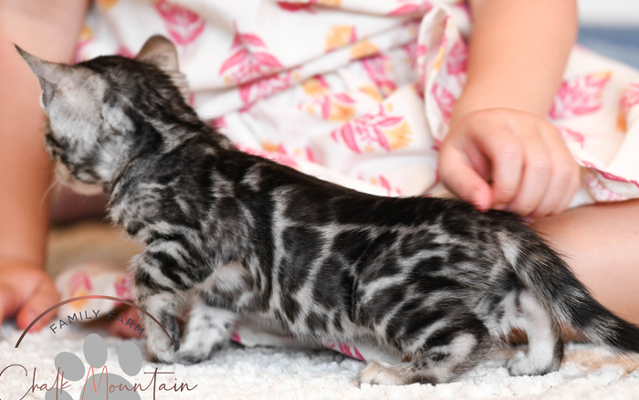 Bengal Kitten For Sale